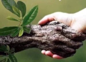 mm-300x216 Artigo de Opinião de Paula Miranda-- Apenas colhemos o que plantamos