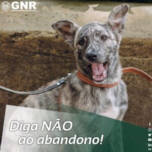 GNR-SEPNA-Dia-Internacional-do-Animal-Abandonado-300x300 Dia Internacional do Animal Abandonado assinalado pela GNR