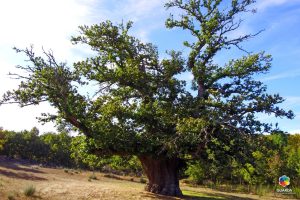 322199650_1209609453307299_7040087519787198426_n-1-300x200 Castanheiro Gigante de Guilhafonso ficou no terceiro lugar