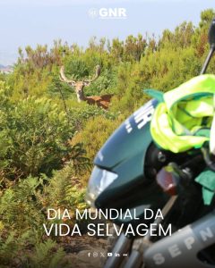 Comunicado-GNR-O-papel-da-GNR-na-protecao-da-Vida-Selvagem-240x300 GNR assinala Dia Mundial da Vida Selvagem