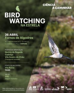 659809573_1386532226834138_516919138273087485_n-240x300 Bird Watching na Estrela no concelho de Fornos de Algodres
