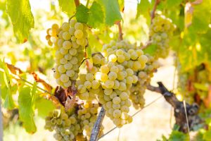 UVA-300x200 Mangualde vai integrar a Associação de Municípios Portugueses do Vinho
